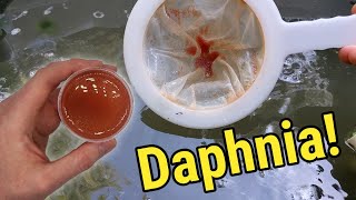 How I Culture Daphnia In Outdoor Tubs [upl. by Jensen]