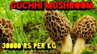 Gucchi Mushroom  Guchhi Morel Mushrooms  Mushroom Cultivation In India  Morchella Esculenta [upl. by Lindholm]