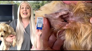 Treat your dogs ear infection AT HOME  Zymox Really works [upl. by Ethyl]