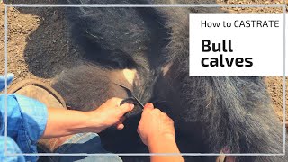 HOW TO CASTRATE A BULL CALF [upl. by Morrissey]