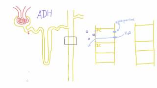 How does Antidiuretic Hormone ADH work [upl. by Sucramad883]