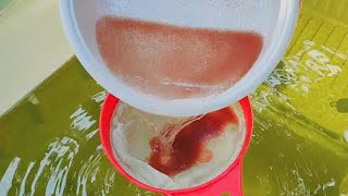 How to culture daphnia  Daphnia culture  How to grow daphnia outdoor [upl. by Ettecul]