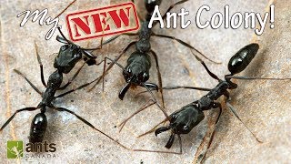 My New Awesome Ant Colony [upl. by Wyly]