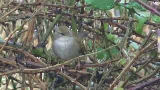 Cettis Warblers calling [upl. by Anertac]