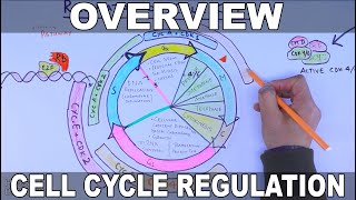 Cell Cycle Regulation  Basic Overview [upl. by Strickler]