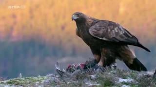 Das Leben des Königs der Berge  Steinadler Doku [upl. by Mercorr864]