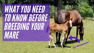 Deciding to breed a mare Breeding Horses 1 [upl. by Wu]