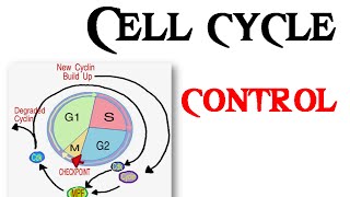 Cell cycle control [upl. by Cawley690]