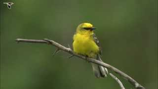 Bluewinged Warbler [upl. by Neufer]