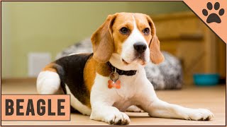 Beagle  Dog Breed Information [upl. by Wakefield]