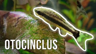 Otocinclus Catfish – Best AlgaeEating Nano Fish [upl. by Nats]