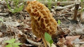 How To Grow Morel Mushrooms [upl. by Drolyag]