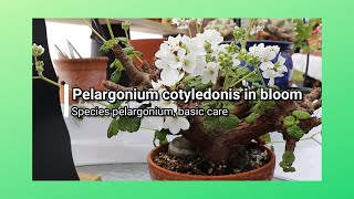 Pelargonium cotyledonis species pelargonium Basic care [upl. by Kippy]