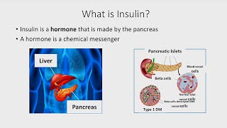 The Basics of Insulin [upl. by Niltyak]