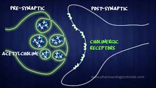 Toxicology of Acetylcholinesterase Inhibitors I  Neurotransmission [upl. by Essyle]