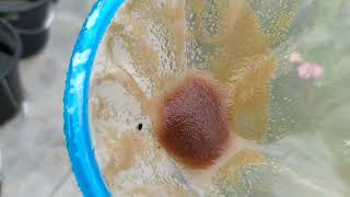 How to culture daphnia moina in a small container Part 1 English Subtitle [upl. by Sedinoel955]