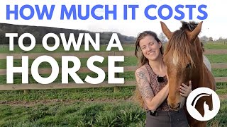 HOW MUCH DOES IT COST TO OWN A HORSE DETAILED COST GUIDE 💰 [upl. by Otilegna232]