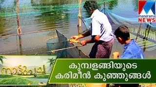 Karimeen Nursury  Manorama News  Nattupacha [upl. by Sukhum]