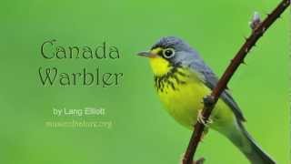 Canada Warbler [upl. by Katinka]