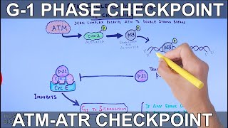 G1 Phase Checkpoint of Cell Cycle [upl. by Ezzo33]