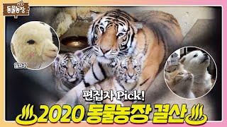 편집자 사심 듬뿍 담긴 ★2020년을 빛낸 동물 총 결산★ I TV동물농장 Animal Farm  SBS Story [upl. by Cori]