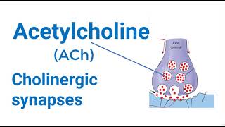 Cholinergic Synapse Mechanism [upl. by Brittnee83]