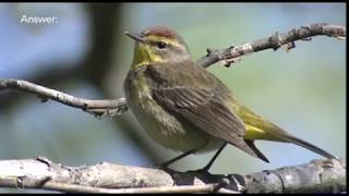 Spring Warbler Warmup Quiz [upl. by Netsud]