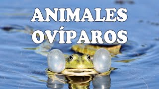 Animales ovíparos y sus características [upl. by Leund878]