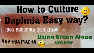 Daphnia MagnaHow to Culture Daphnia Easy wayCulturing Daphnia using Green water Daphnia [upl. by Gena]