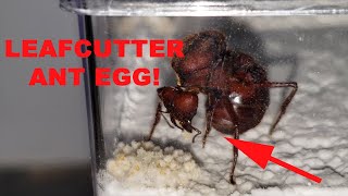 LEAFCUTTER ANT QUEEN LAYING AN EGG  Day 11 [upl. by Ativel]