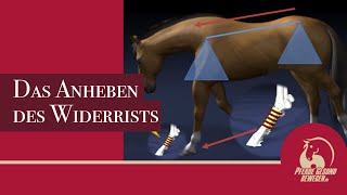 Das Anheben des Widerrists  Das Pferd hat kein Schlüsselbein [upl. by Laeno]