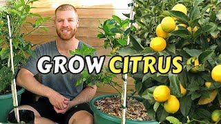 Guide To Planting Citrus Trees At Home  Lemon Lime Kumquat amp Calamondin [upl. by Eednyl198]