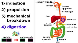 The Digestive System [upl. by Nerak]