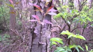 Black Cherry Tree Identification  Morel Mushroom Habitat [upl. by Eivlys]