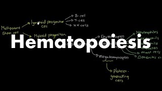 Hematopoiesis Overview [upl. by Ragland]