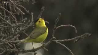 Wilsons Warbler singing [upl. by Tye]