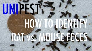 How to Identify Rat vs Mouse Feces Unipest DIY Pest Control in Santa Clarita Series [upl. by Ulund320]