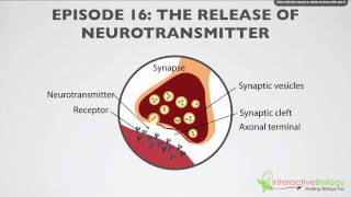 016 The Release of Neurotransmitter [upl. by Gabbie45]