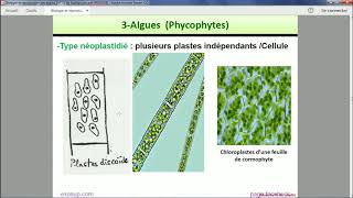 Les thallophytes  Les Algues [upl. by Donadee]