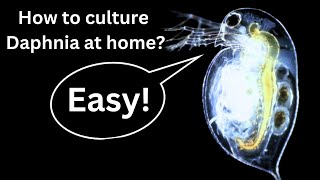 BEST Live Fish Food Beginner guide How to Culture Daphnia at home [upl. by Irene895]