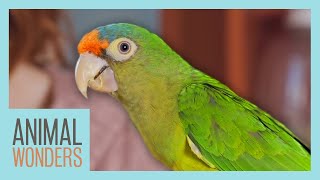 Parrot Care Basics  Compilation [upl. by Essilec460]