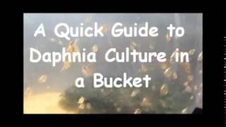 How to culture daphnia outside [upl. by Kennet]