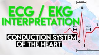 Electrical Conduction System of the Heart  ECG EKG Interpretation Part 1 [upl. by Gottlieb]