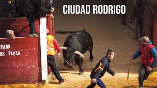 Toros Bravos Ciudad Rodrigo Encierro de Martes Carnaval del Toro 2020 [upl. by Rossner711]