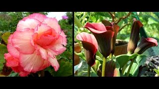 Overwintering Begonias amp Calla Lilies  easy guide [upl. by Aynatahs94]