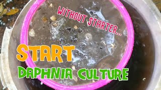 How to culture daphnia moina the easy way 1  Starting the Daphnia culture [upl. by Beekman]