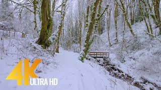 4K Virtual Winter Walk  Walking in a Snow Forest  35 HRS of Crunching Snow Sound [upl. by Colpin]