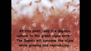 Daphnia  How to grow daphnia in your home [upl. by Euton]