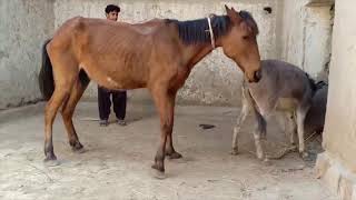 Donkey Meeting with horse  Animals Meeting  Horse mating [upl. by Huxham]