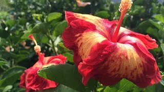 Pruning Hibiscus [upl. by Garvy]